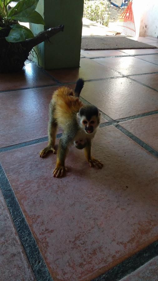 Manuel Antonio Hostel Resort ภายนอก รูปภาพ